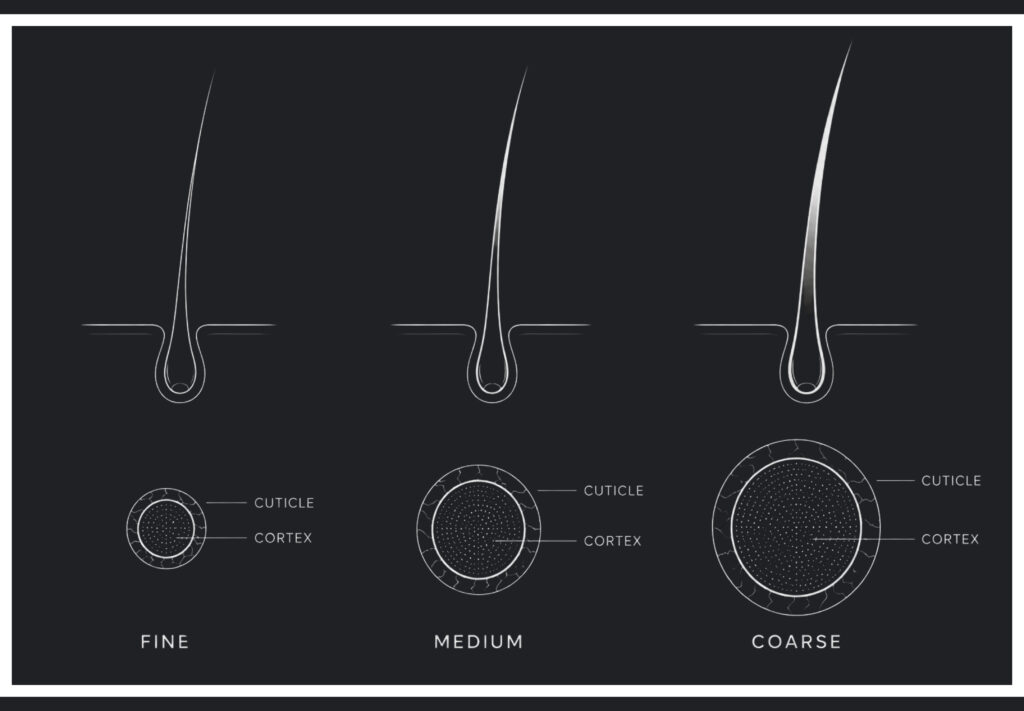 Fine, medium, and coarse hair infographic with cross sections that illustrate hair type by the diameter of a single hair strand.